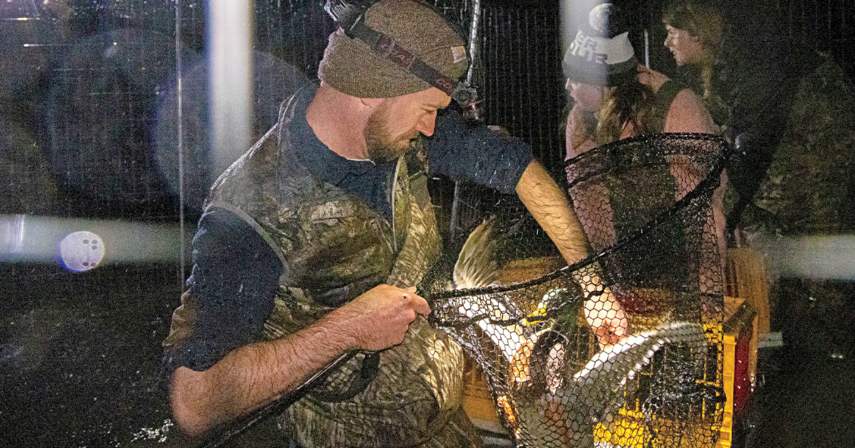 Researcher with mallard. Photo by Blake Fisher/rntcalls.com.jpg